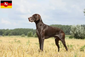 Scopri di più sull'articolo Allevatori di cani e cuccioli di razza Shorthair in Bassa Sassonia