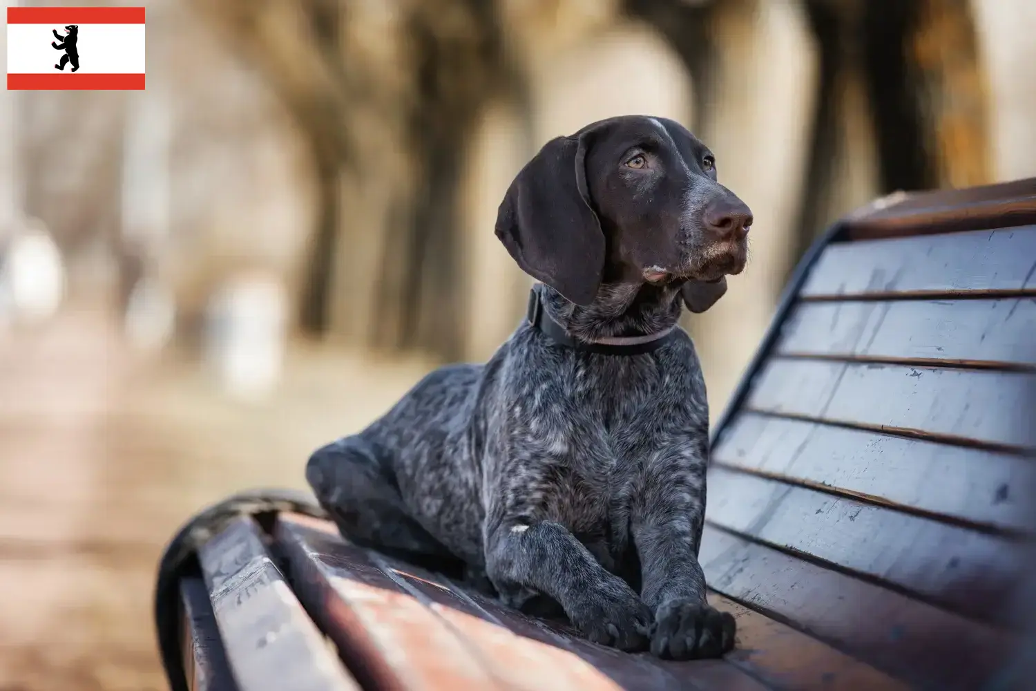 Scopri di più sull'articolo Allevatori di cani e cuccioli di razza Shorthair tedesca a Berlino