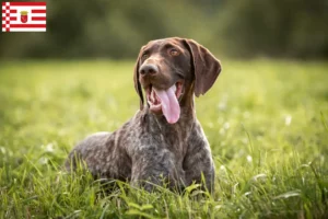 Scopri di più sull'articolo Allevatori di cani e cuccioli di razza Shorthair Tedesco a Brema