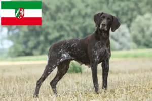 Scopri di più sull'articolo Allevatori di cani e cuccioli di razza Shorthair Tedesco in Nord Reno-Westfalia