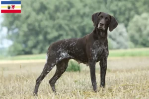 Scopri di più sull'articolo Allevatori di cani e cuccioli di razza Shorthair Tedesco in Meclemburgo-Pomerania Anteriore