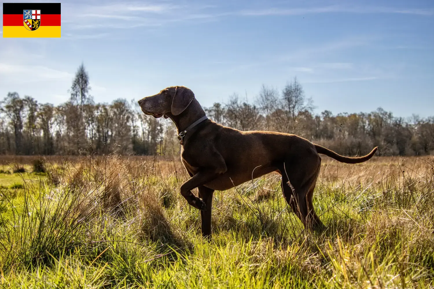 Scopri di più sull'articolo Allevatori di cani e cuccioli di razza Shorthair Tedesco in Saarland