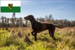 Scopri di più sull'articolo Allevatori di cani e cuccioli di razza Shorthair Tedesco in Sassonia