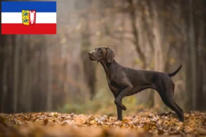 Scopri di più sull'articolo Allevatori di cani e cuccioli di Schleswig-Holstein