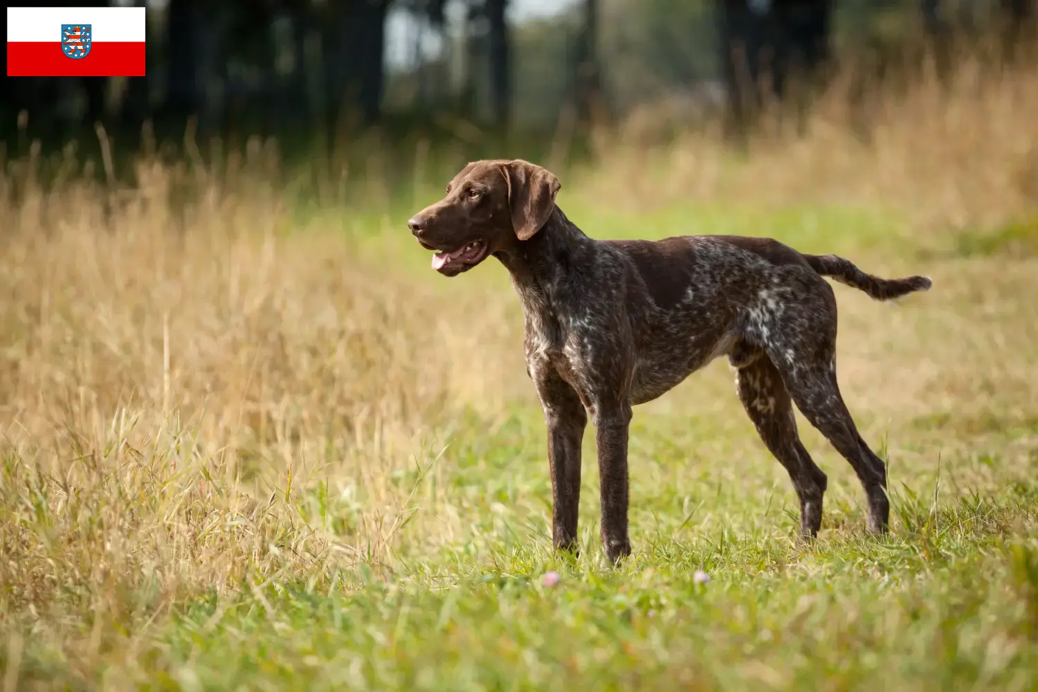 Scopri di più sull'articolo Allevatori di cani e cuccioli di razza Shorthair tedesca in Turingia