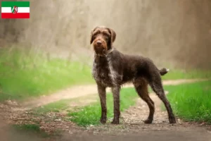 Scopri di più sull'articolo Allevatori di Drahthaar Deutsch e cuccioli in Nord Reno-Westfalia