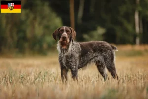 Scopri di più sull'articolo Allevatori di Deutsch Drahthaar e cuccioli in Saarland