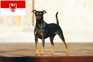 Scopri di più sull'articolo Allevatori di Pinscher tedeschi e cuccioli in Brandeburgo