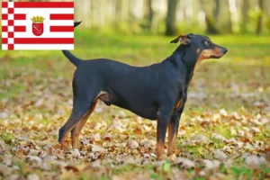 Scopri di più sull'articolo Allevatore di Pinscher tedeschi e cuccioli a Brema