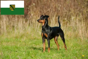 Scopri di più sull'articolo Allevatori di Pinscher tedeschi e cuccioli in Sassonia