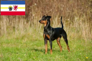 Scopri di più sull'articolo Allevatori di Pinscher tedeschi e cuccioli in Mecklenburg-Vorpommern