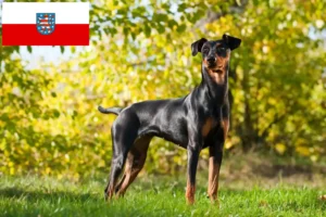 Scopri di più sull'articolo Allevatori di Pinscher tedeschi e cuccioli in Turingia