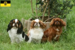 Scopri di più sull'articolo Allevatori e cuccioli di King Charles Spaniel in Baden-Württemberg