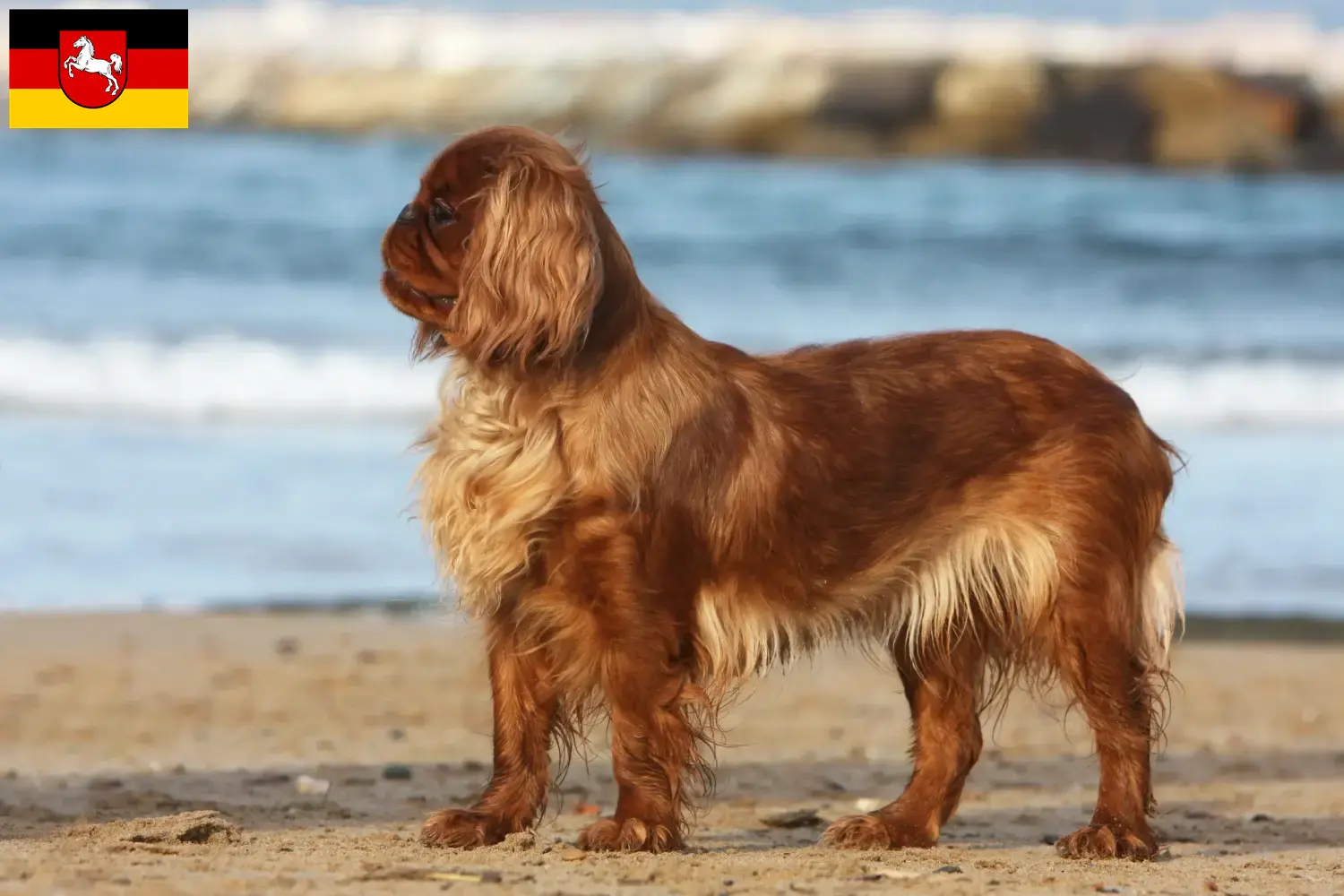 Scopri di più sull'articolo Allevatori di King Charles Spaniel e cuccioli in Bassa Sassonia