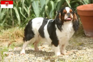 Scopri di più sull'articolo Allevatori di King Charles Spaniel e cuccioli a Brandenburg