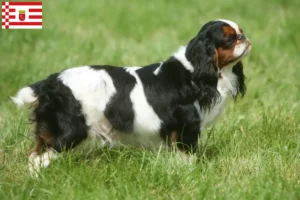 Scopri di più sull'articolo Allevatori di King Charles Spaniel e cuccioli a Brema