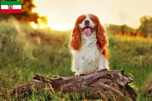 Scopri di più sull'articolo Allevatori di King Charles Spaniel e cuccioli in Nord Reno-Westfalia