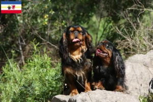 Scopri di più sull'articolo Allevatori di King Charles Spaniel e cuccioli in Mecklenburg-Vorpommern