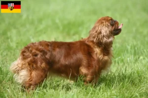 Scopri di più sull'articolo Allevatori di King Charles Spaniel e cuccioli in Saarland