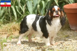 Scopri di più sull'articolo Allevatori di King Charles Spaniel e cuccioli a Schleswig-Holstein