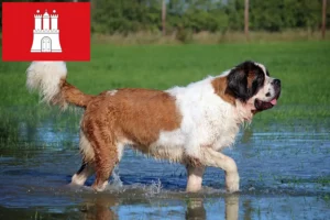 Scopri di più sull'articolo Allevatori e cuccioli di San Bernardo a Amburgo