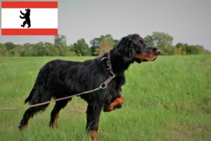 Scopri di più sull'articolo Allevatori di Gordon Setter e cuccioli a Berlino