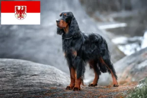 Scopri di più sull'articolo Allevatori di Setter Gordon e cuccioli a Brandeburgo