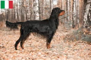 Scopri di più sull'articolo Allevatori di Gordon Setter e cuccioli in Italia