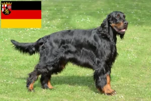 Scopri di più sull'articolo Allevatori di Gordon Setter e cuccioli in Renania-Palatinato