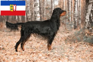 Scopri di più sull'articolo Allevatori di Setter Gordon e cuccioli in Schleswig-Holstein