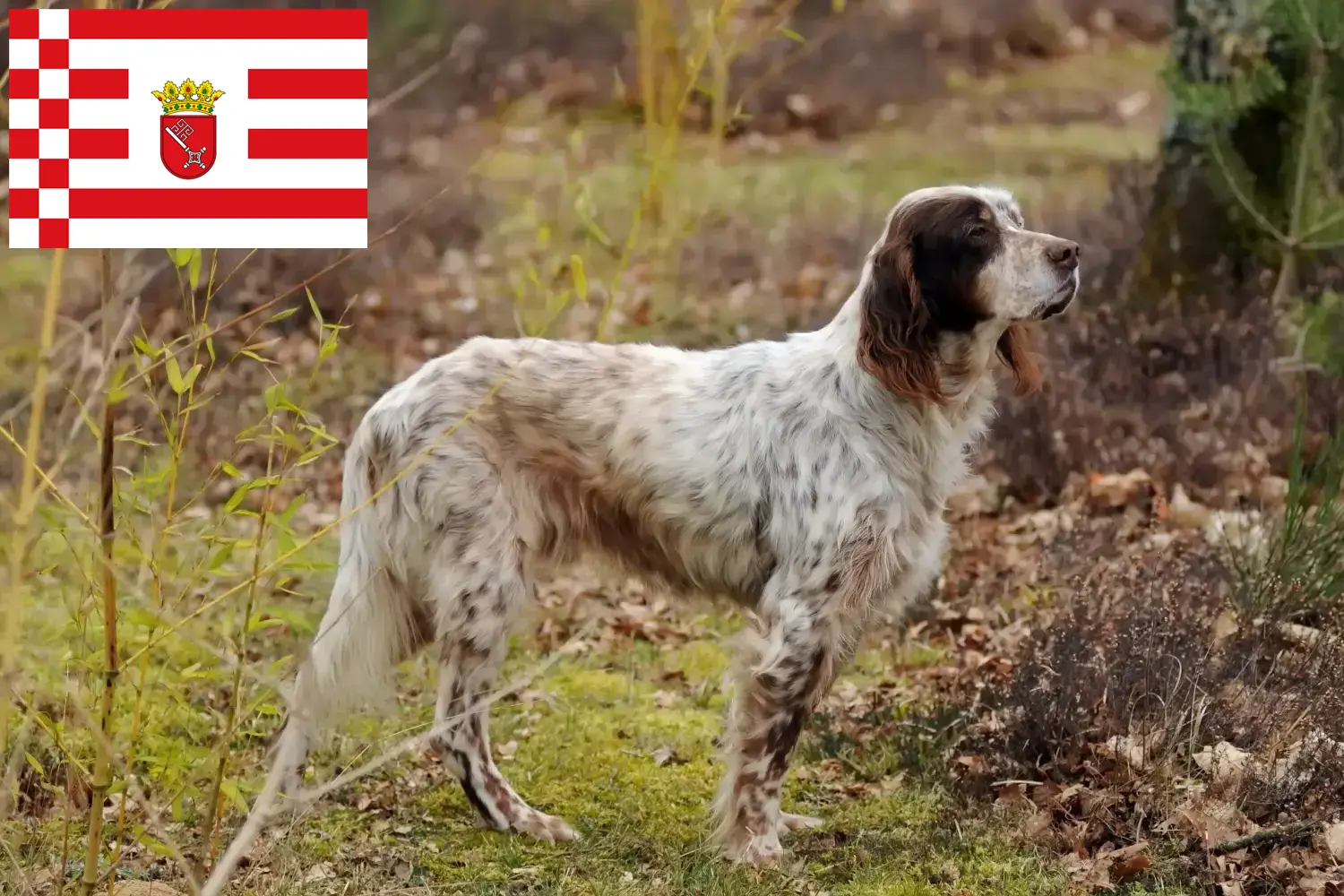 Scopri di più sull'articolo Allevatori e cuccioli di Setter Inglese a Brema