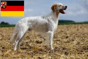 Scopri di più sull'articolo Allevatori di Setter Inglesi e cuccioli in Renania-Palatinato