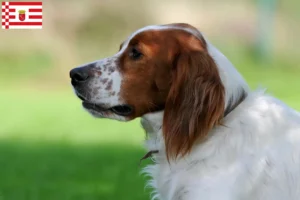 Scopri di più sull'articolo Allevatori e cuccioli di Setter irlandese rosso e bianco a Brema