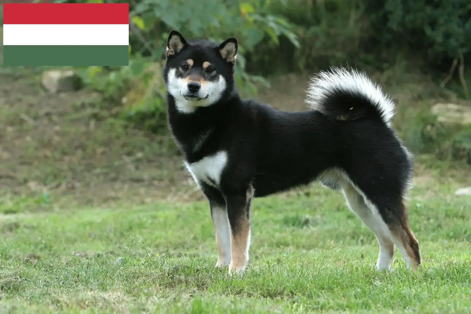 Scopri di più sull'articolo Allevatori di Shiba e cuccioli in Ungheria