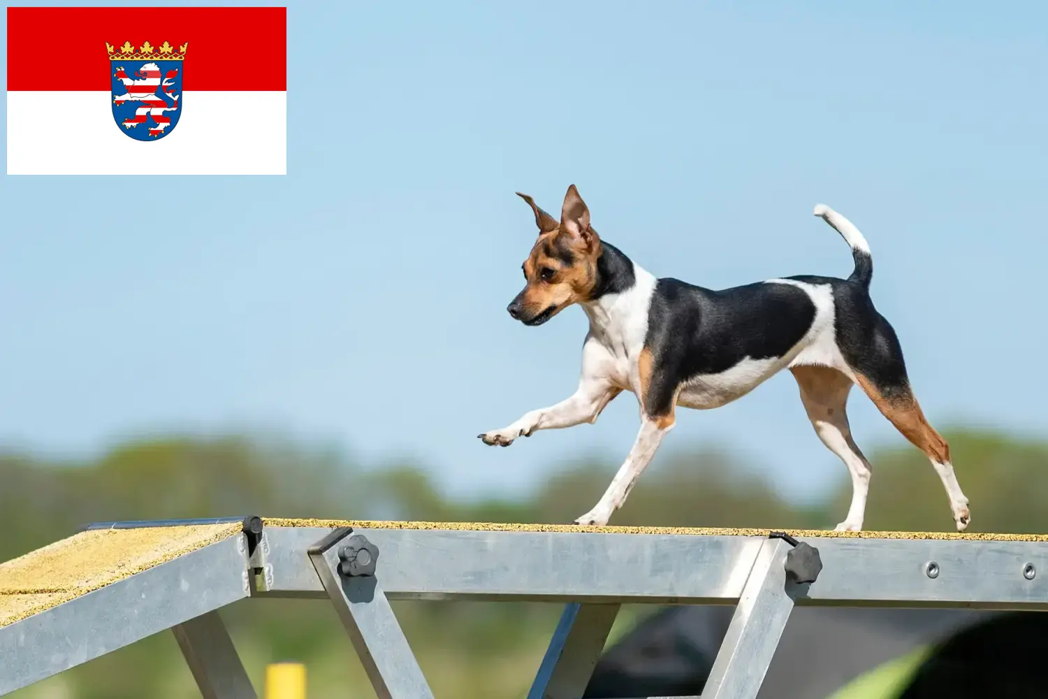 Scopri di più sull'articolo Allevatori di Terrier Brasiliano e cuccioli in Assia