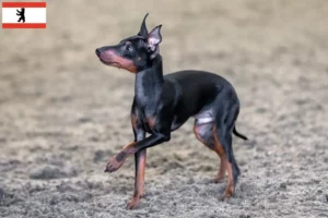 Scopri di più sull'articolo Allevatori e cuccioli di English Toy Terrier a Brandeburgo