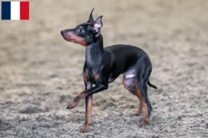 Scopri di più sull'articolo Allevamenti e cuccioli di English Toy Terrier in Francia