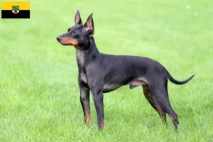 Scopri di più sull'articolo Allevatori di English Toy Terrier e cuccioli in Sassonia-Anhalt