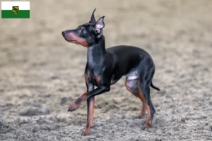 Scopri di più sull'articolo Allevatori di English Toy Terrier e cuccioli in Sassonia