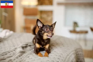 Scopri di più sull'articolo Allevamenti e cuccioli di English Toy Terrier in Schleswig-Holstein