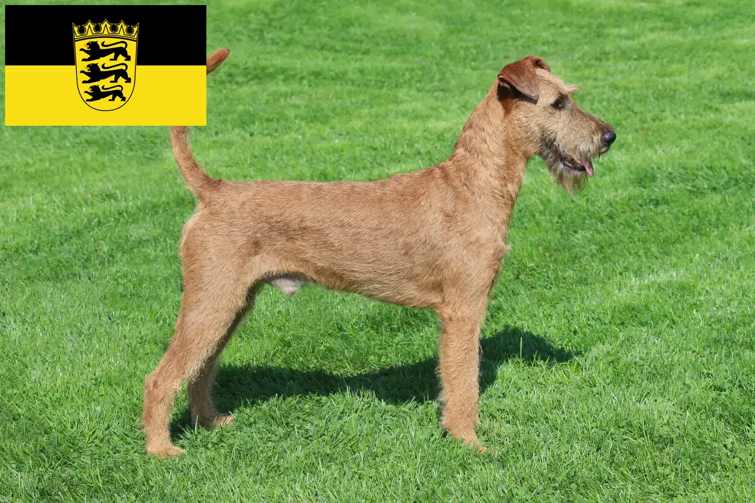 Scopri di più sull'articolo Allevatori di Irish Terrier e cuccioli in Baden-Württemberg