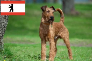 Scopri di più sull'articolo Allevatori e cuccioli di Irish Terrier a Berlino