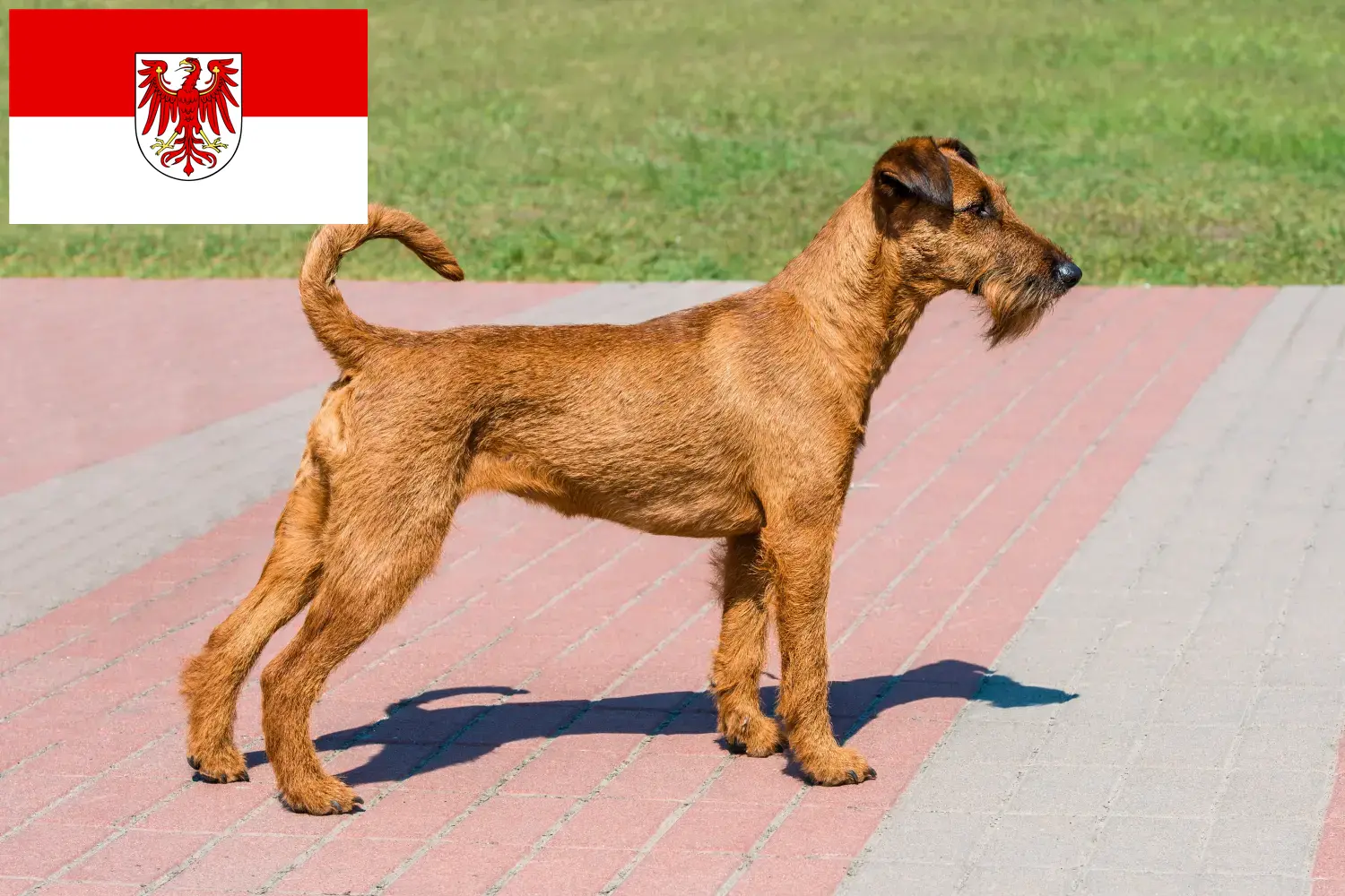 Scopri di più sull'articolo Allevatori di Irish Terrier e cuccioli a Brandeburgo