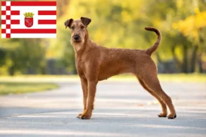 Scopri di più sull'articolo Allevatore di Irish Terrier e cuccioli a Brema