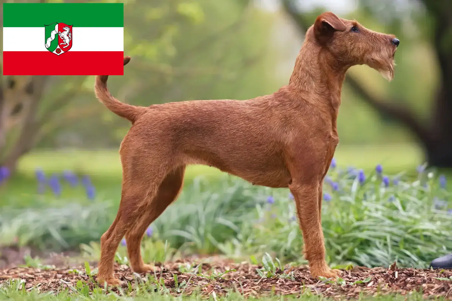 Scopri di più sull'articolo Allevatori di Irish Terrier e cuccioli in Nord Reno-Westfalia