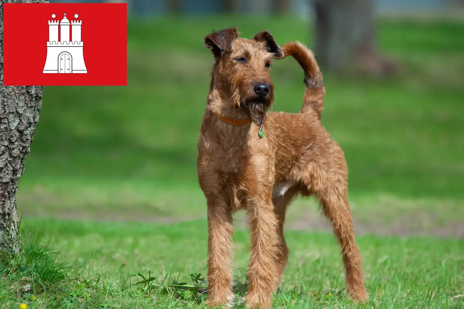 Scopri di più sull'articolo Allevatori e cuccioli di Irish Terrier a Amburgo