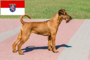 Scopri di più sull'articolo Allevatori di Irish Terrier e cuccioli in Hessen