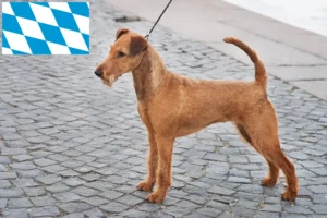 Scopri di più sull'articolo Allevatori e cuccioli di Irish Terrier in Baviera