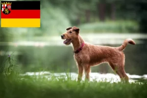 Scopri di più sull'articolo Allevatori di Irish Terrier e cuccioli in Renania-Palatinato