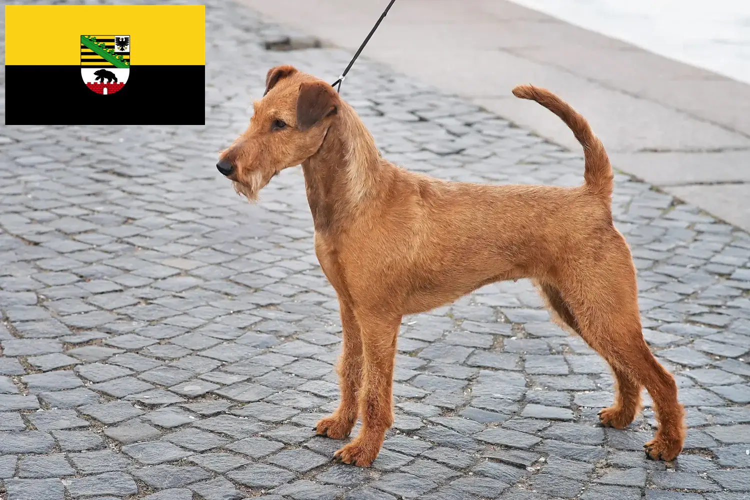 Scopri di più sull'articolo Allevatori di Irish Terrier e cuccioli in Sassonia-Anhalt